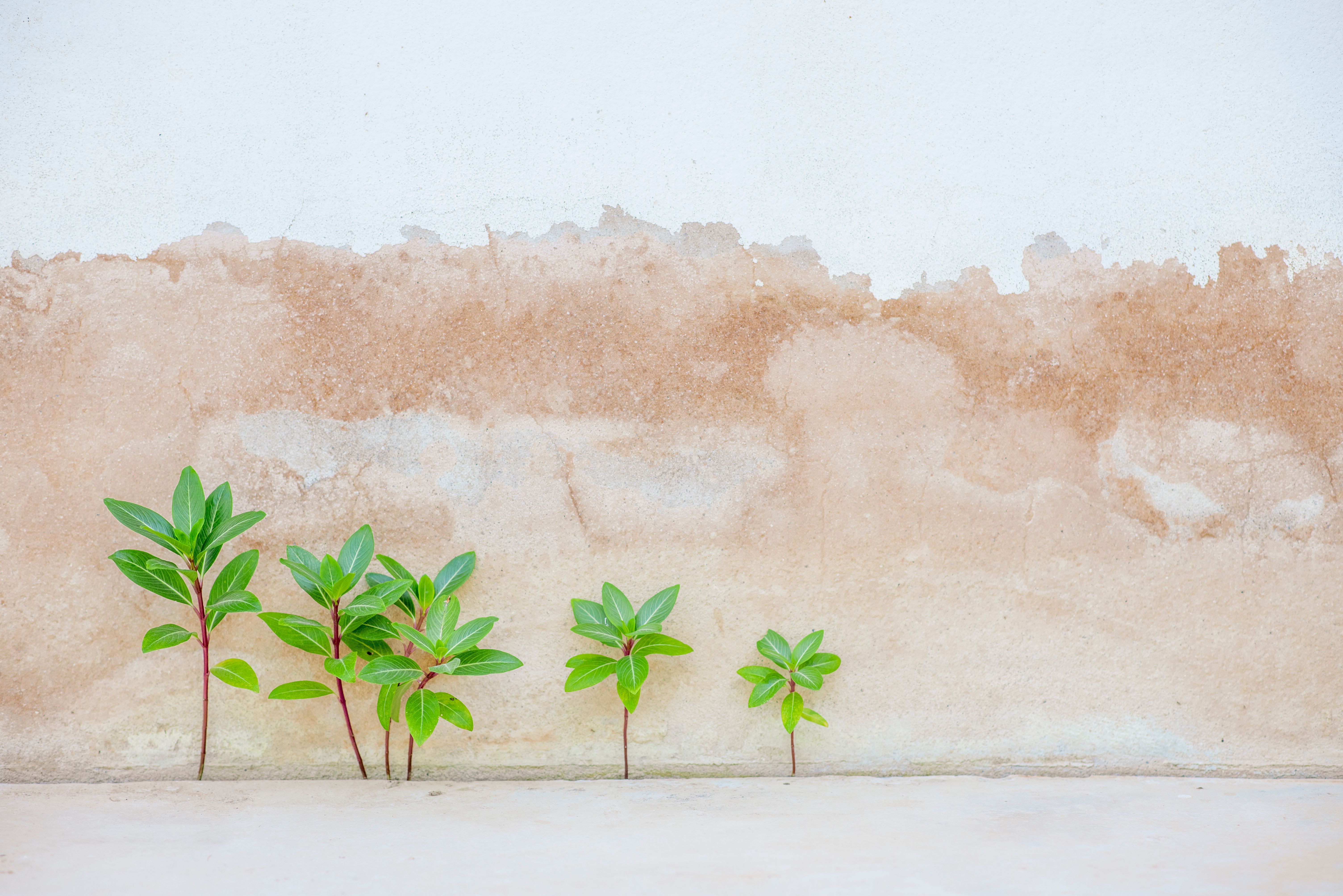 The Science of Habit Formation and Emotional Resilience